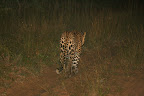 Yip, the leopard just walked right past us where we were partially pulled off the side of the road.