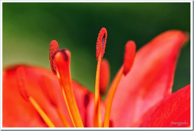 DSC_7929 DSC_7929