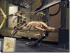 Kenosha Dinosaur Museum 024