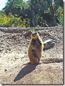 AZ desert museum w Steve Kitty 084