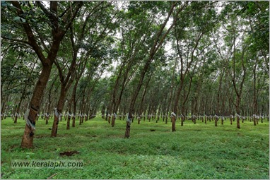 _P6A1548_www.keralapix.com _P6A1548_www.keralapix.com
