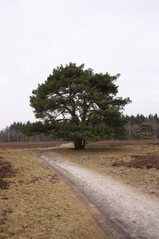 solitair solitair