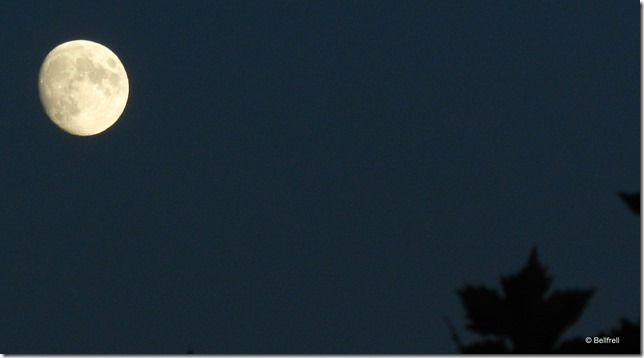 Mond und Platane 2014-11-04 062 Mond und Platane 2014-11-04 062
