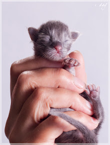 Фото котенка мейн-кун Frant возраст 1 день | Питомник Grey Claw`s