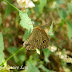 Nymphalidae%25252c%252520ypthima%252520nikaea%25252c%252520west%252520himalayan%252520five-ring