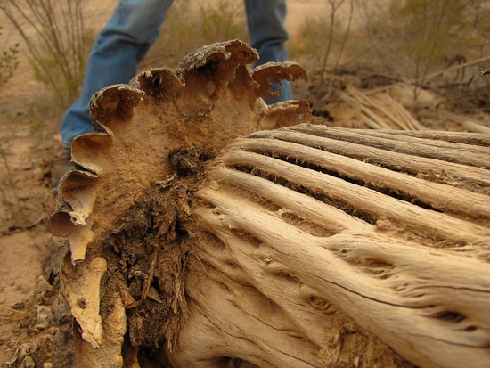 Saguaro Ribs Redington Pass