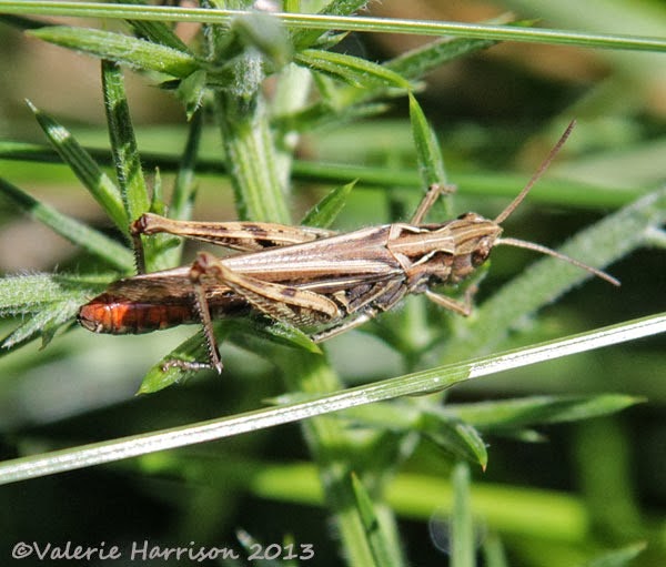 [9-grasshopper-22.jpg]