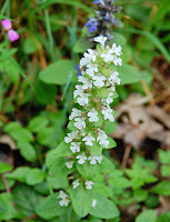 2014 április 26 Kámoni arborétum Ajuga reptans Alba fehér virágú indás infű (1).jpg