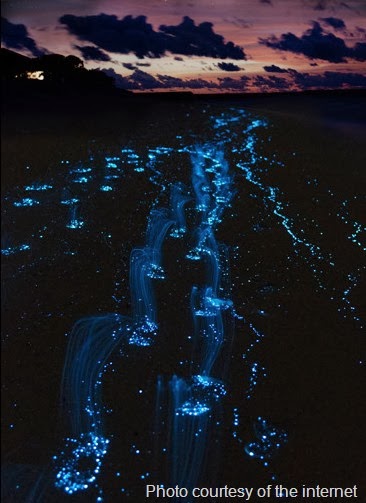 [bioluminescent-bay-puerto-rico%255B18%255D.jpg]