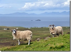 Island sheep