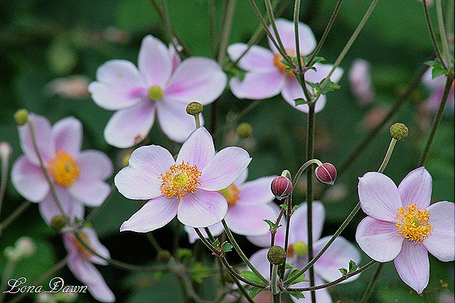 [Anemones_Sept269.jpg]