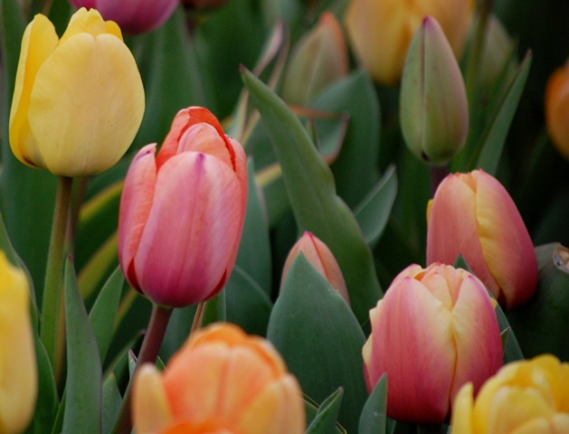 [tulips182.jpg]