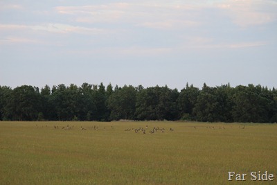Canada Geese Grouping