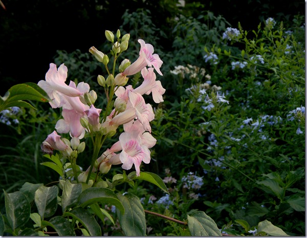 DSCN7128 DSCN7128