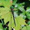 Fine-lined Emerald