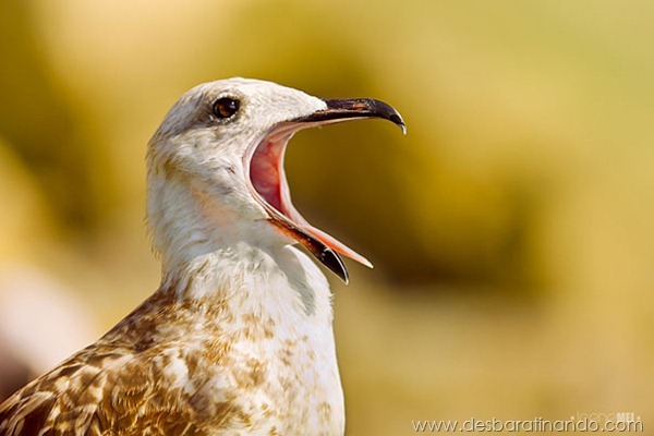 The Screeeaam The Screeeaam
