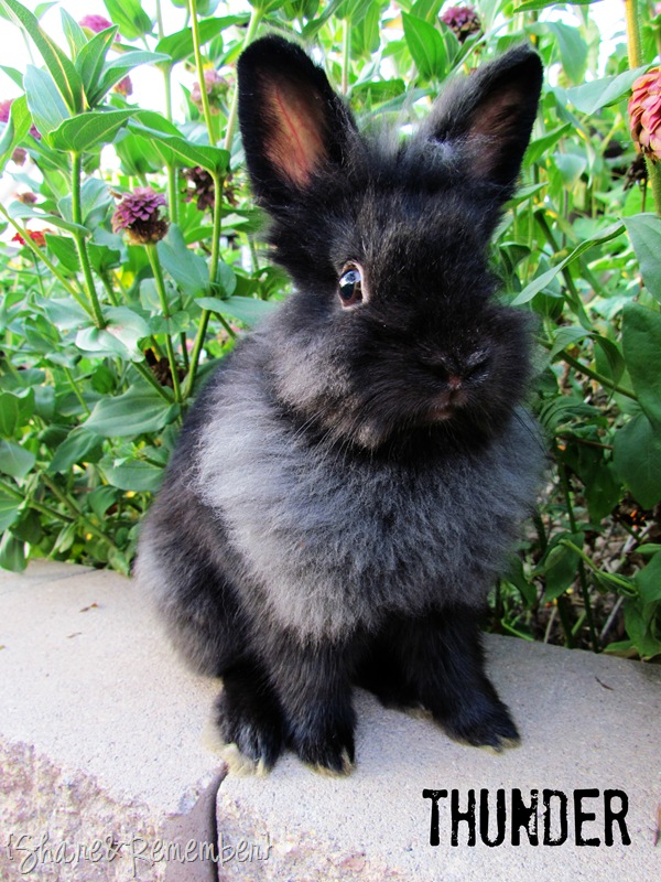 [my-bunny-thunder4.jpg]
