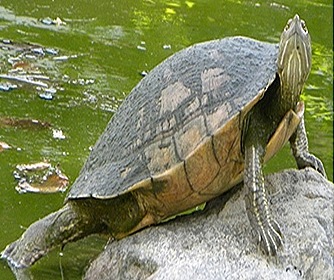 Chelone-turtle Chelone-turtle