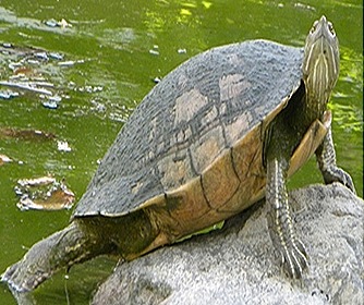 Chelone-turtle