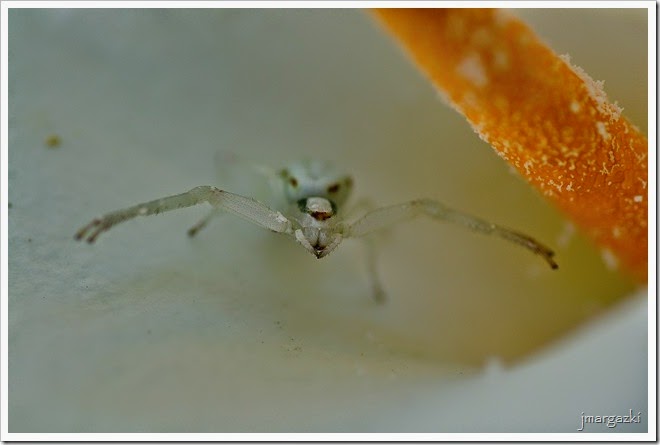 DSC_2510 DSC_2510