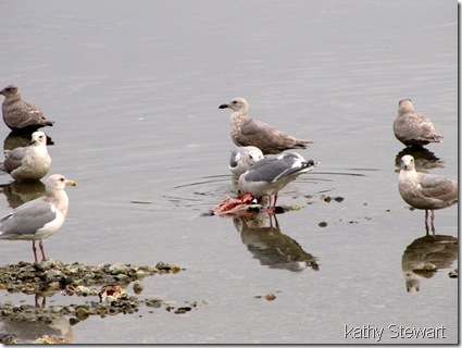 Gulls