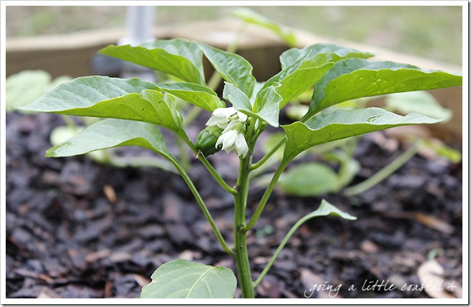 pepper plant_edited-1