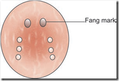 snake-fang-marks