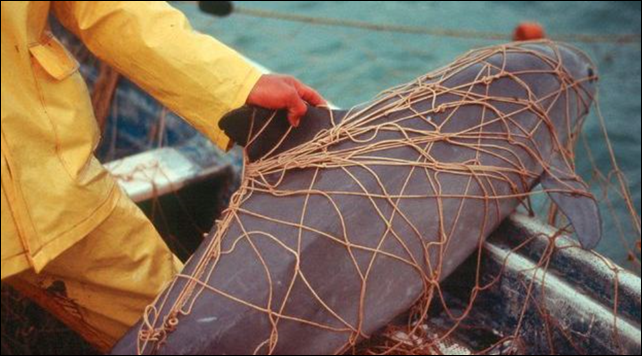A vaquita trapped in a fisherman's net. Fewer than 100 vaquitas are living today, their population nearly wiped out by poachers sweeping up another rare species and shrimp fishermen casting huge nets. Photo: via savenaturesavehuman.blogspot.com