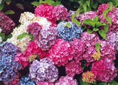 Hydrangeas