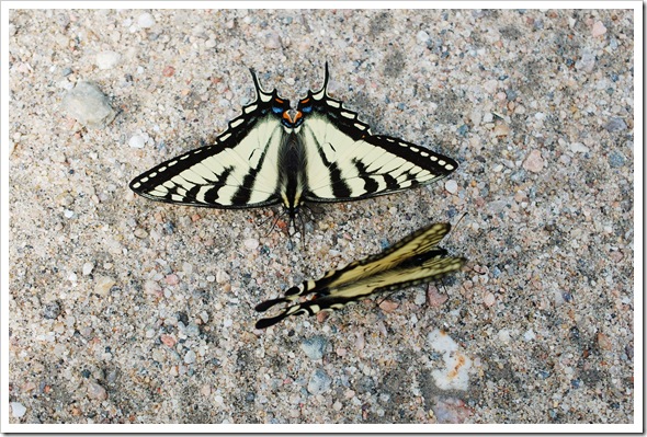 BUTTERLY SWALLOWTAIL 