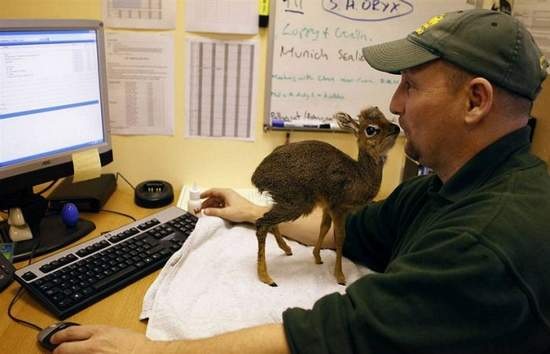 animals-and-humans_03