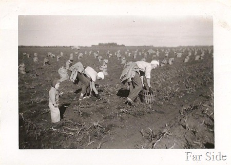 Picking potatoes DL Antiques