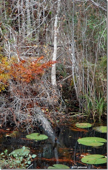 Dwarf Cypress 069