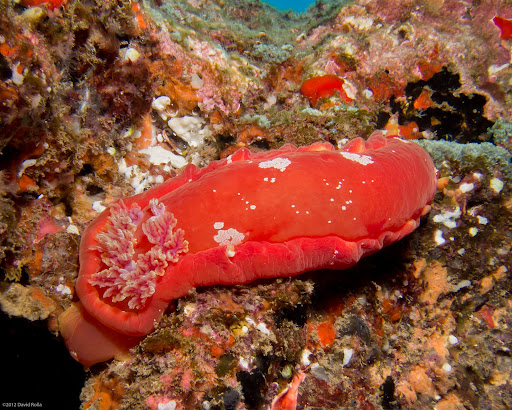 P5263672