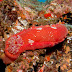 P5263672
