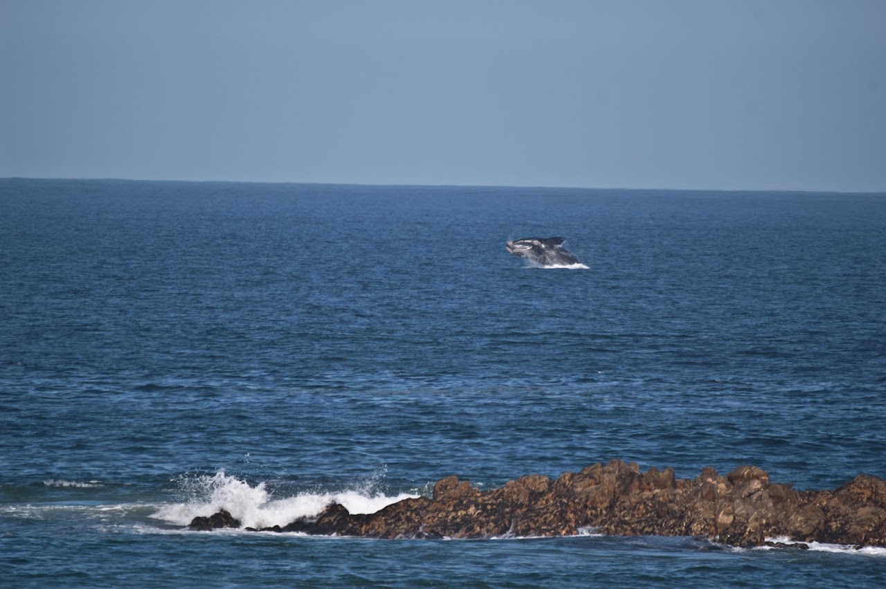 Whales at Plettenberg Bay