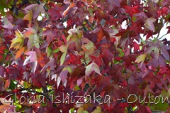 9 - Glória Ishizaka - Folhas de Outono