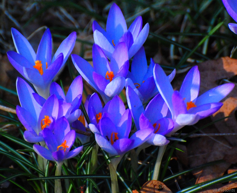 [6.%2520crocus%2520in%2520yard-kab%255B3%255D.jpg]