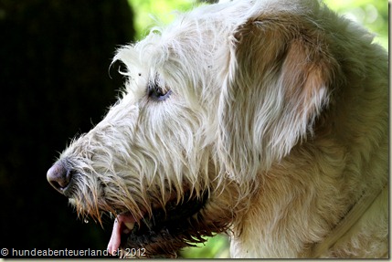 Harry the Labradoodle