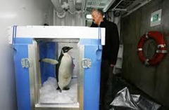 Happy Feet Release Happy Feet Release