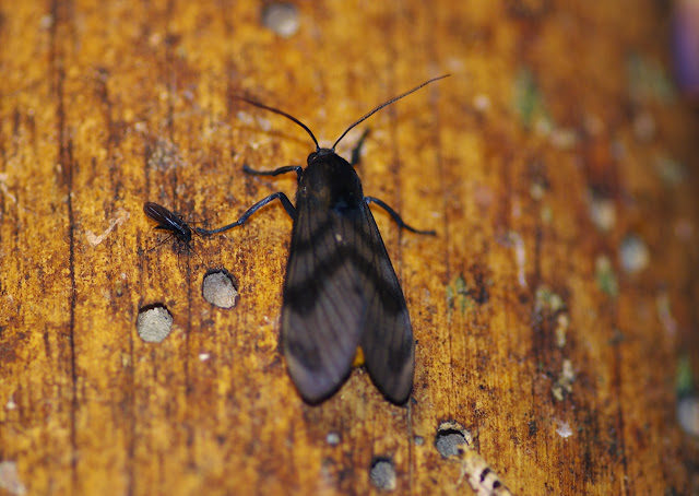 Arctiidae : Thysanoprymna cepiana DRUCE, 1893. Los Cedros, 1400 m, Montagnes de Toisan, Cordillère de La Plata (Imbabura, Équateur), 18 novembre 2013. Photo : J.-M. Gayman