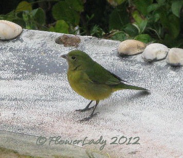 [01-13-finch3%255B4%255D.jpg]