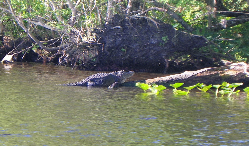 [St%2520Johns%2520River%2520011cs%255B4%255D.jpg]