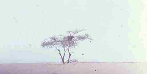 tree-of-tenere-5 tree-of-tenere-5