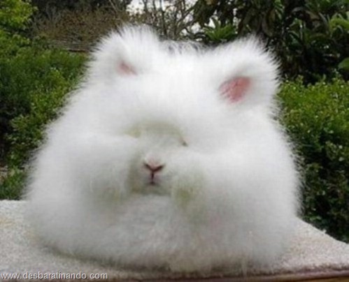 coelho angora peludo desbaratinando (6) coelho angora peludo desbaratinando (6)