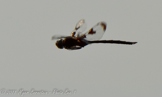 [Dragonfly%2520flight%2520D7K_0305%2520NIKON%2520D7000%2520July%252020%252C%25202011%255B3%255D.jpg]