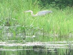 blue heron 5