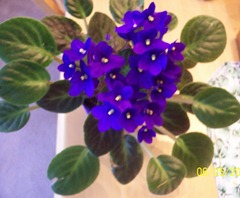 Violets Violets