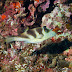 P4278017