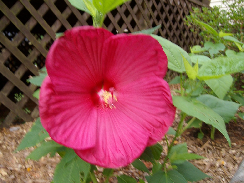 [hibiscus%2520003%255B3%255D.jpg]